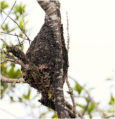 EF7A2328 Termite Nest