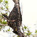 EF7A2328 Termite Nest