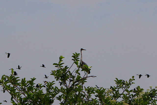 Birds of the everglades