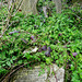 abney park cemetery, london,thomas sydney payne, 1968, with horse head and horseshoe