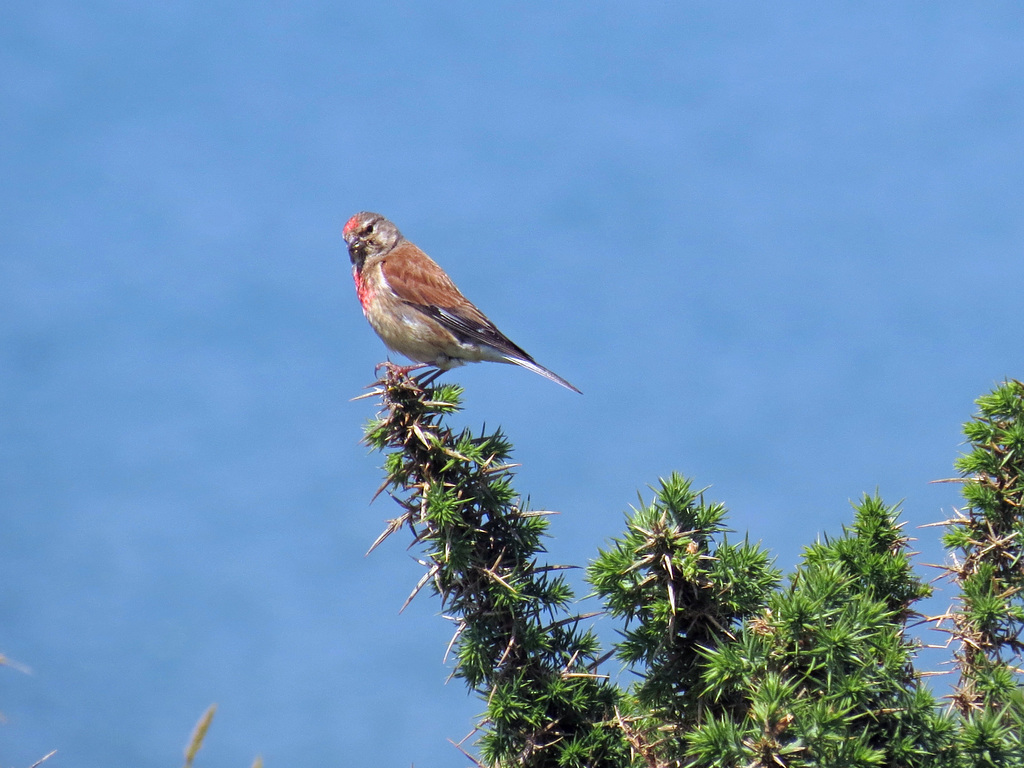 Male Linnet