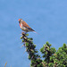 Male Linnet