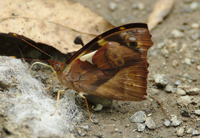 IMG 7675Butterfly