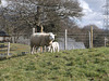 oad - march 16 lamb