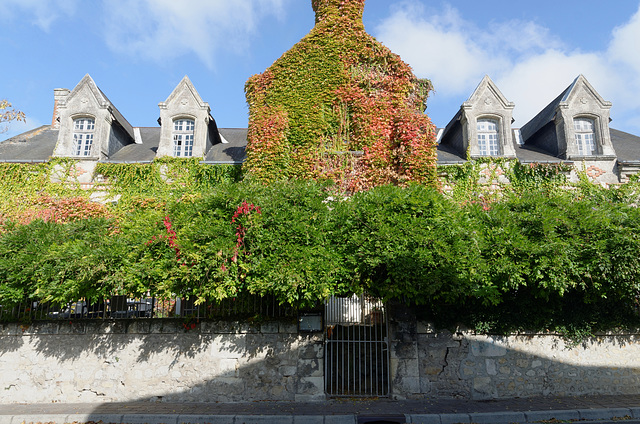 Chiens assis dans la verdure