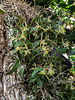 Epidendrum magnoliae (Green-fly orchid)
