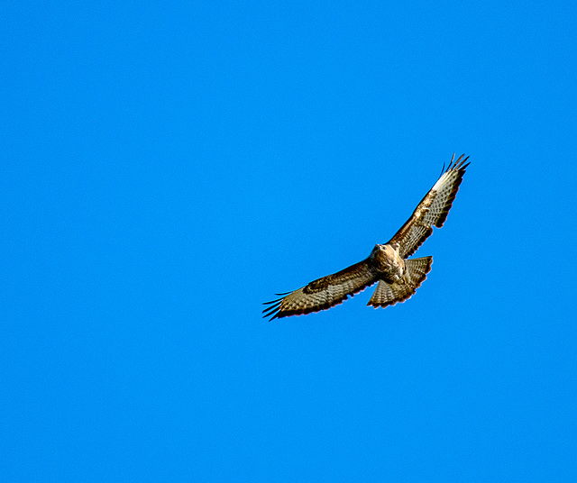 Buzzard