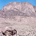 Mount Sinai  is not as barren as it looks from afar.