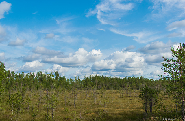 unterwegs nach Rovaniemi (© Buelipix)