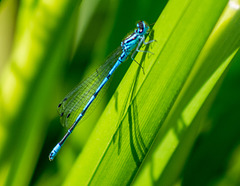 Damsel fly6, Burton wetlands