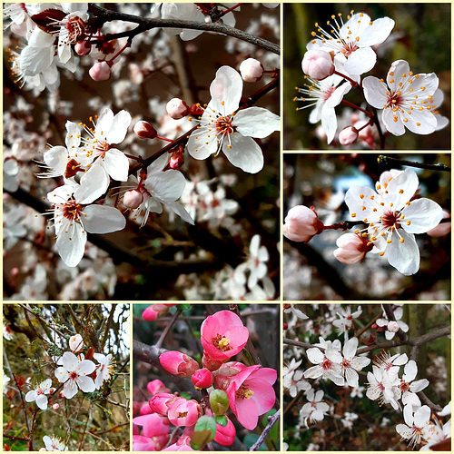 Le printemps est arrivé
