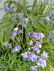 This Year's Bluebells
