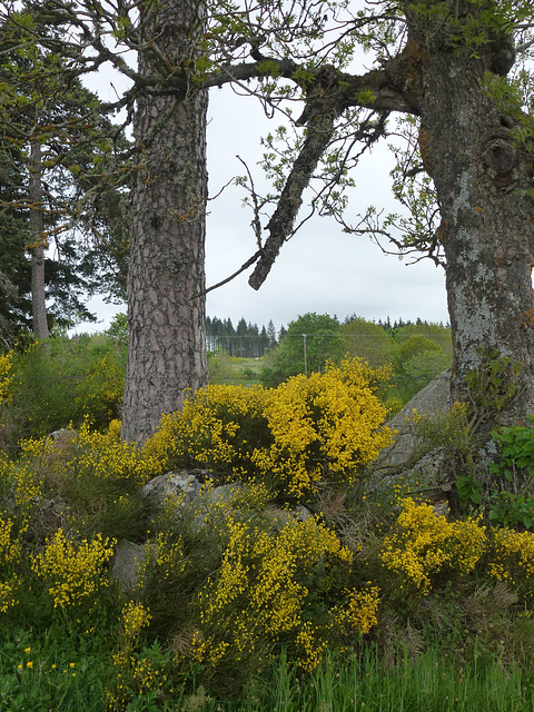 20150514 -17 Chastagnier Lozere VTT-Rando (58) al