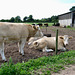 Hansome cows at Limes Farm, Lullington