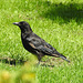 Carrion Crow, Varteg Road, Blaenavon, Pontypool 28 August 2017