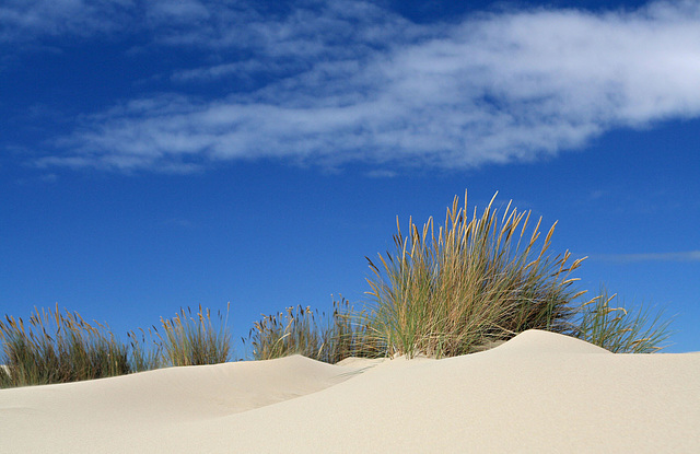 Umpqua Dunes