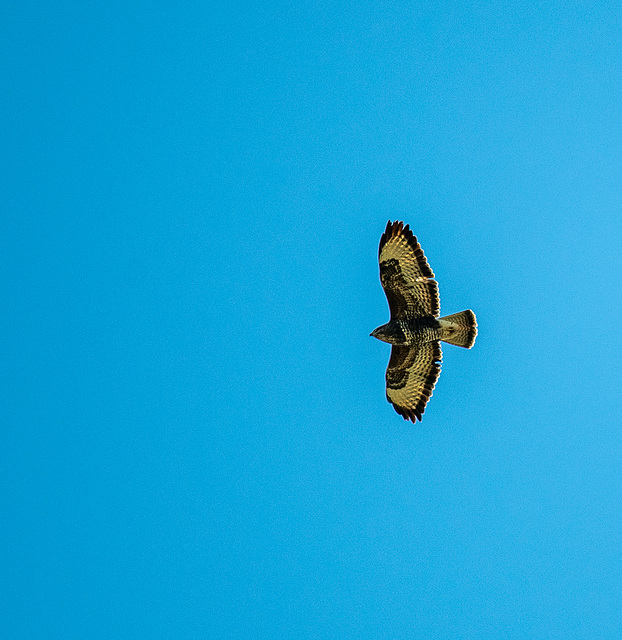 Buzzard