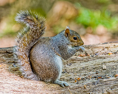 Squirrel.f4jpg