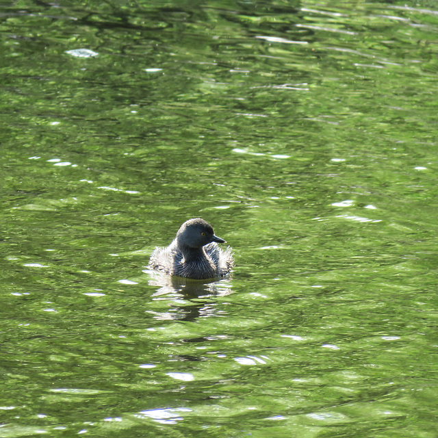 Day 9, Least Grebe, Resaca de la Palma SP