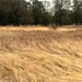 Cosumnes River Preserve