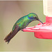 EF7A2349 Hummingbird