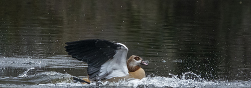 Egyptian goose