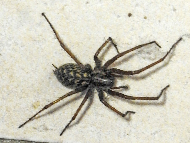 20230613 0942CPw [D~LIP] Hauswinkelspinne (Eratigena africa), Bad Salzuflen