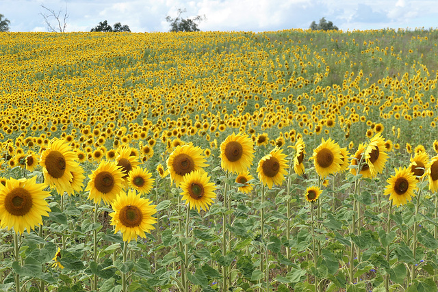 Ein Meer von Blüten...