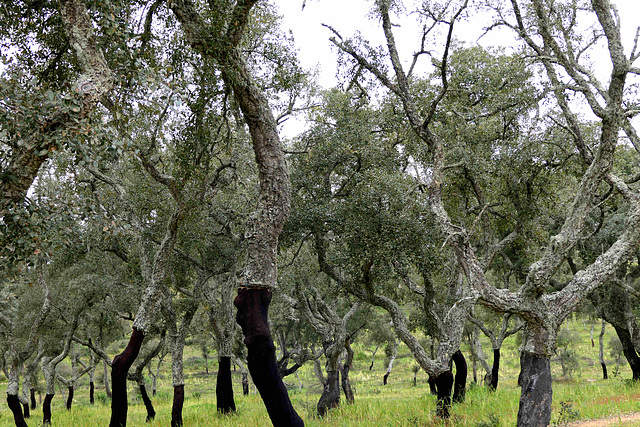 Almendres -  Cork oaks