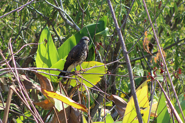 Birds of the everglades