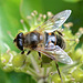 EOS 90D Peter Harriman 11 41 05 22386 eristalis dpp