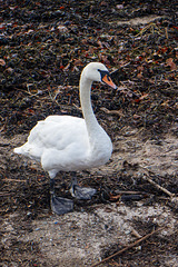 Mute Swan