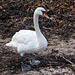 Mute Swan