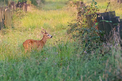 rut du chevreuil .....