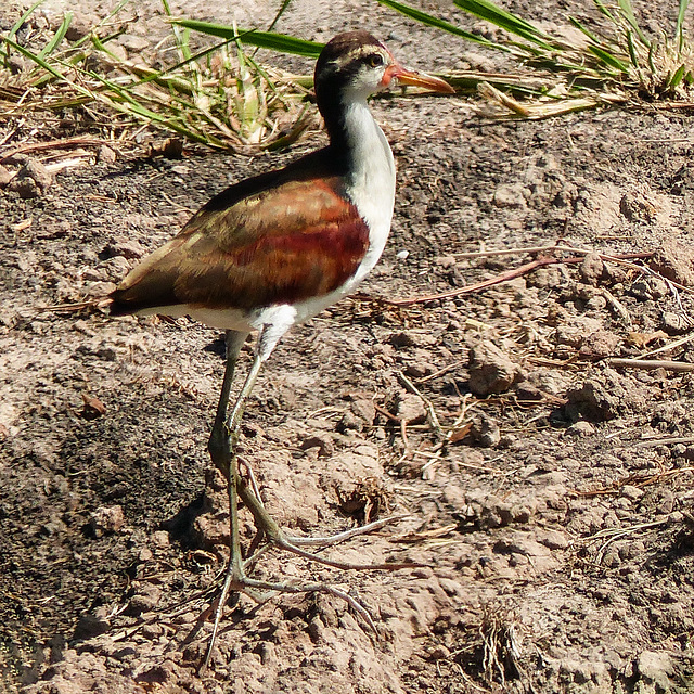 Wattled Jacana, Nariva Swamp afternoon