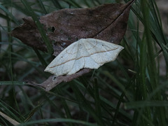 Moth, possibly pale beauty
