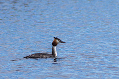 Grebe on Lagoon