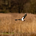 Lapwing