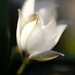 DSCF3559