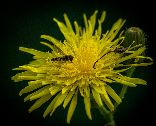 Dandylion and a hoverfly