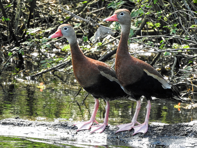 Day 9, Black-bellied Whistling Ducks, Resaca de la Palma SP