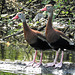 Day 9, Black-bellied Whistling Ducks, Resaca de la Palma SP