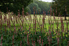 Persicaria amplexicaulis