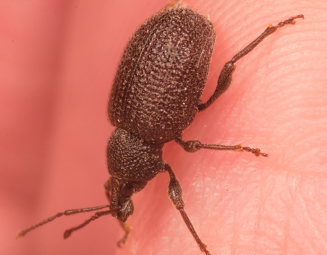 IMG 2071 Weevilv2