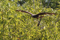 Birds of the everglades