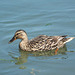 Lady Mallard