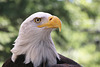 Portrait of a bald eagle (Explored)