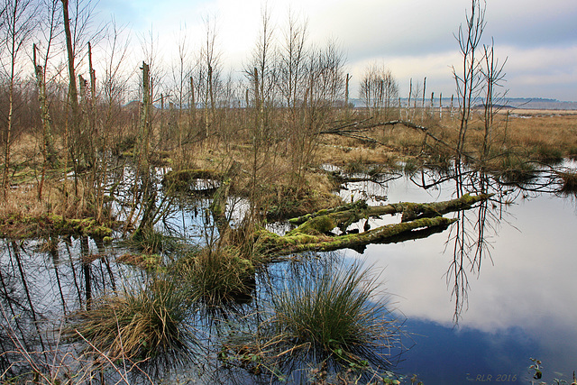 Quickborn, Himmelmoor