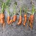 USA 2016 – Portland OR – Carrots, but not as we known them