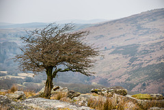 Dartmoor - 20160322